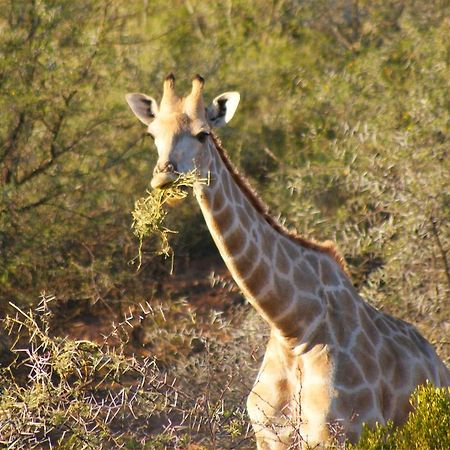 Zwartberg View Mountain Lodge Oudtshoorn Exteriér fotografie