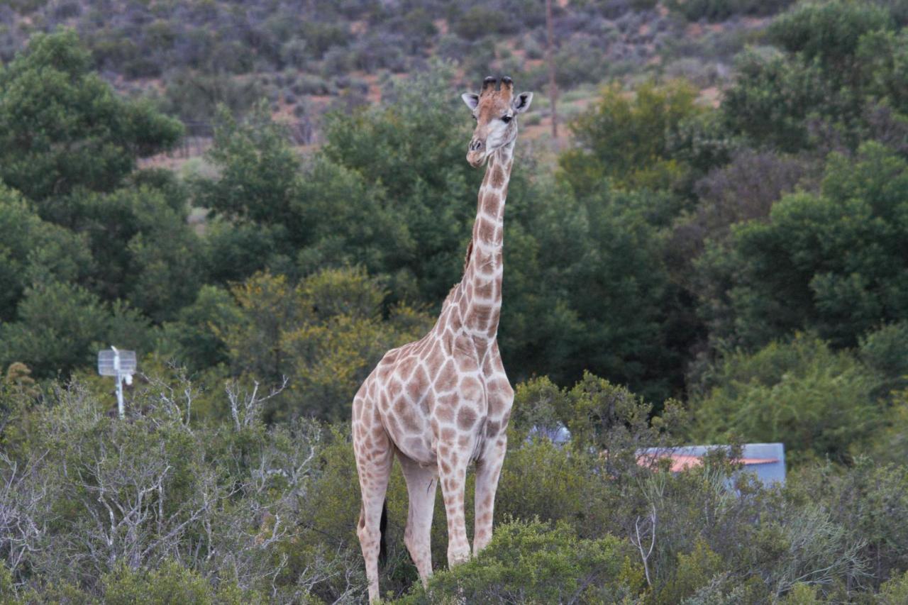 Zwartberg View Mountain Lodge Oudtshoorn Exteriér fotografie