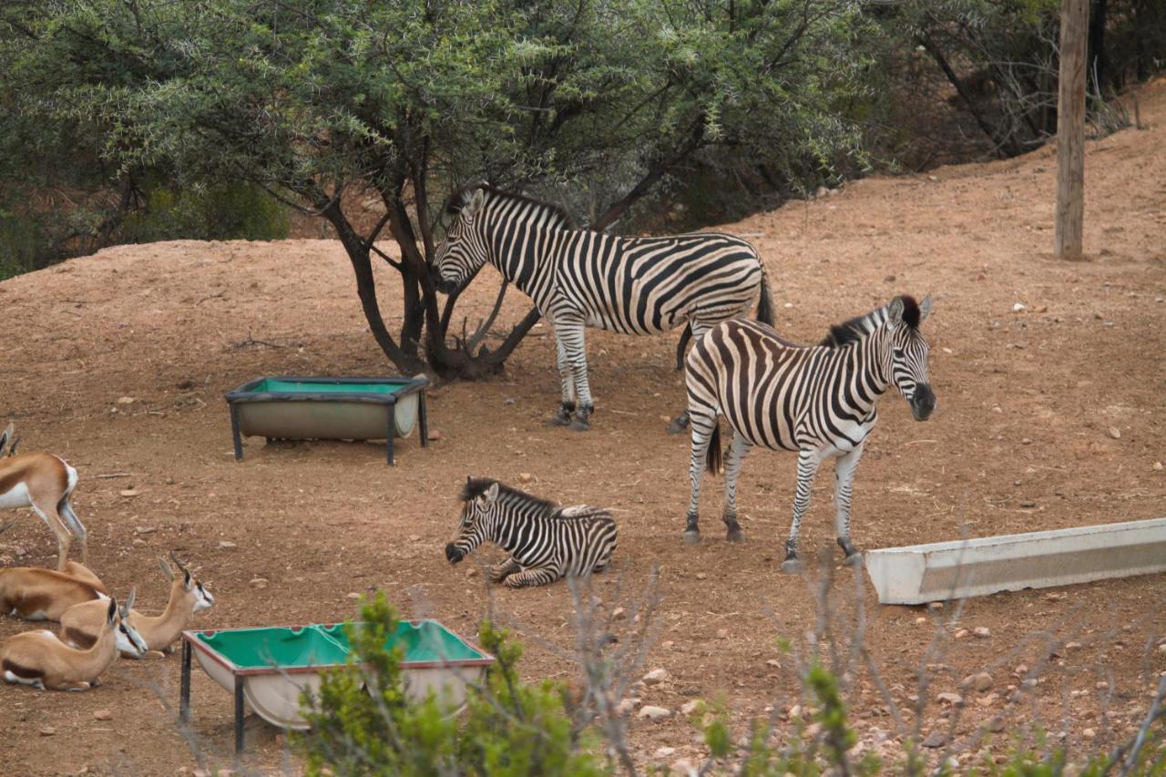 Zwartberg View Mountain Lodge Oudtshoorn Exteriér fotografie