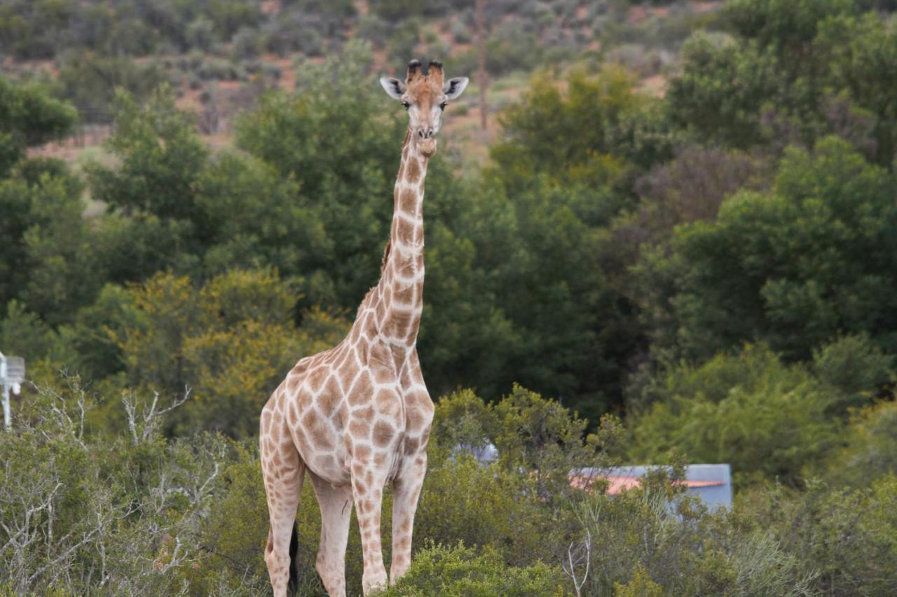 Zwartberg View Mountain Lodge Oudtshoorn Exteriér fotografie