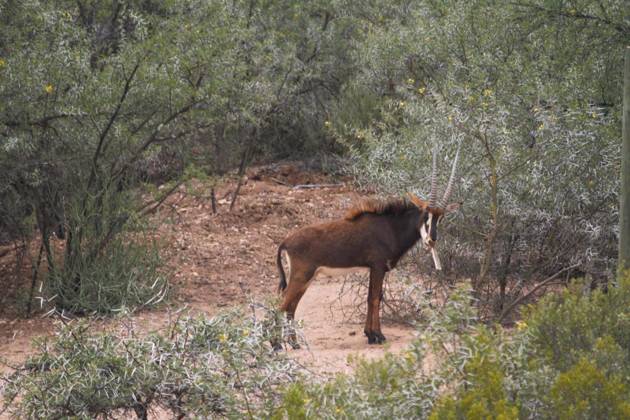Zwartberg View Mountain Lodge Oudtshoorn Exteriér fotografie