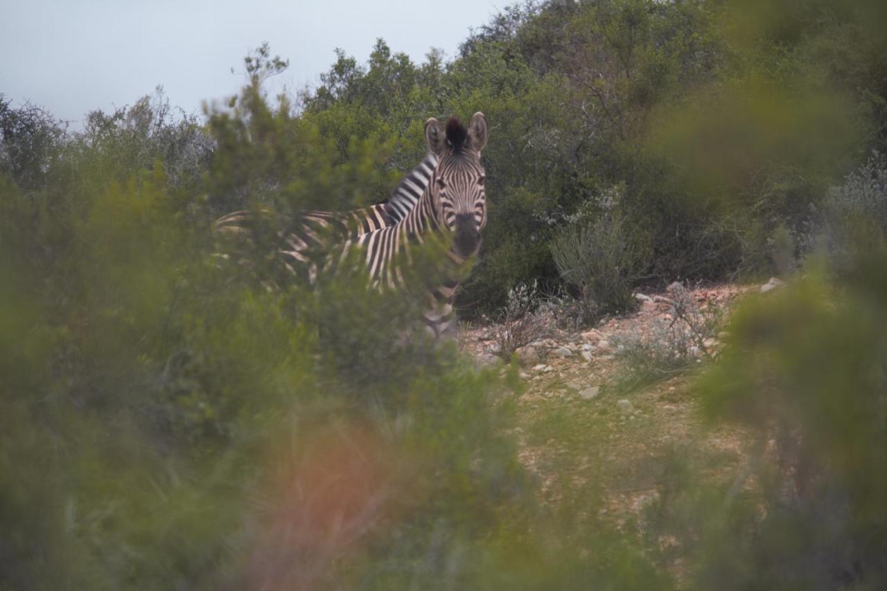 Zwartberg View Mountain Lodge Oudtshoorn Exteriér fotografie