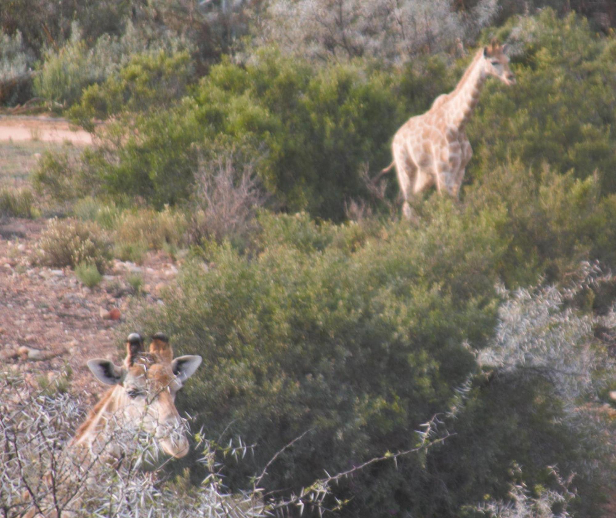 Zwartberg View Mountain Lodge Oudtshoorn Exteriér fotografie