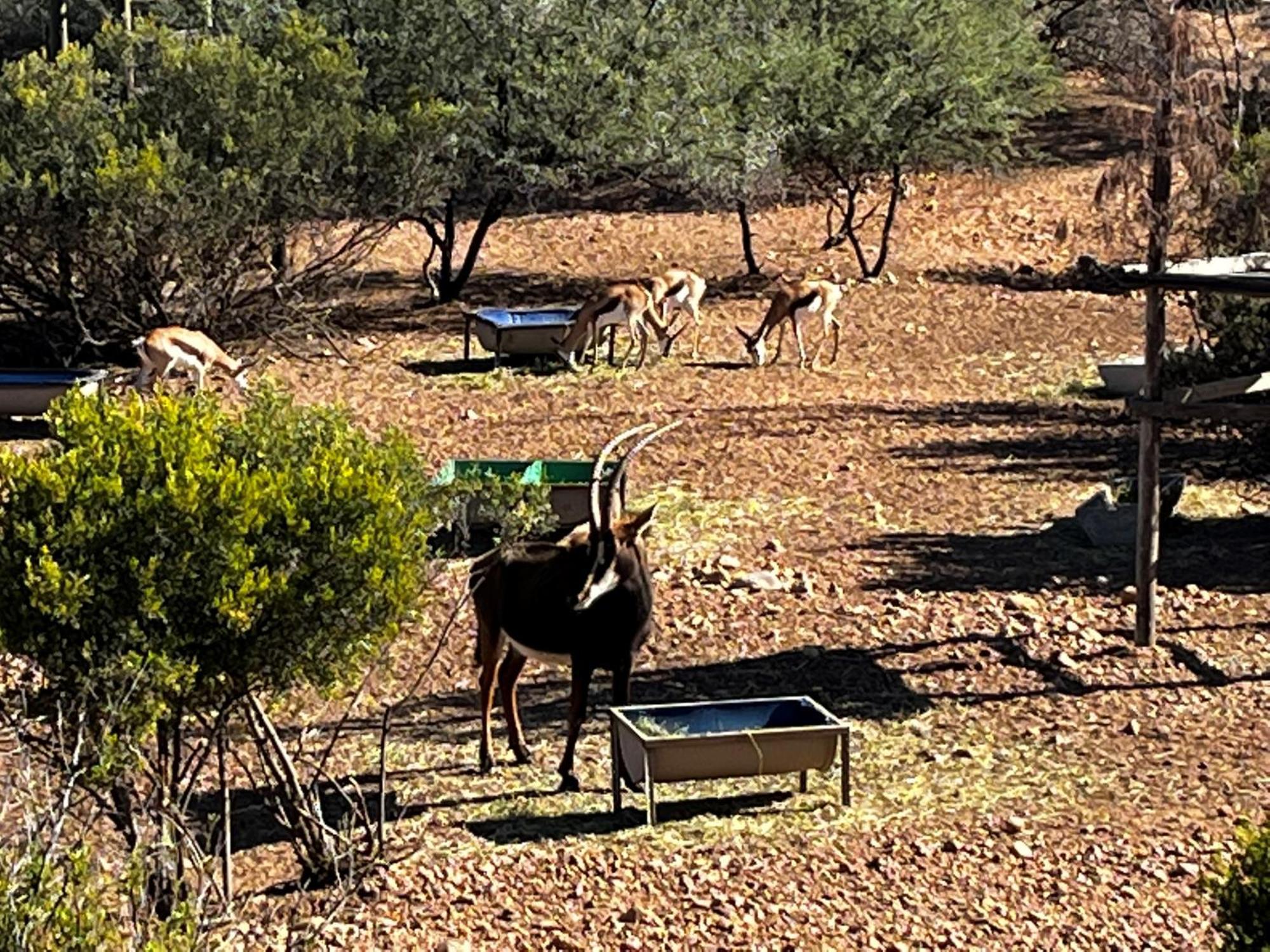 Zwartberg View Mountain Lodge Oudtshoorn Exteriér fotografie