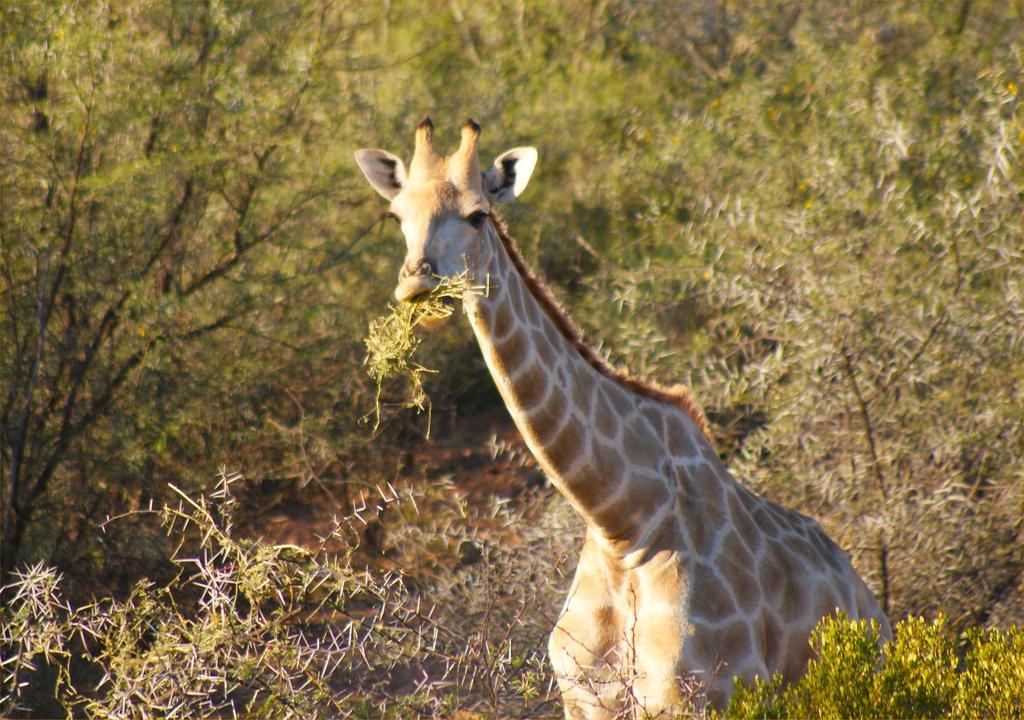 Zwartberg View Mountain Lodge Oudtshoorn Exteriér fotografie